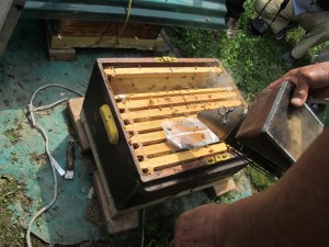 Telelésre készülő méhcsalád