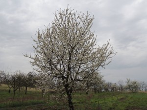 cseresznye
