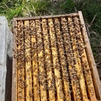 7 db Hunor 10 keretes méhcsalád eladó kaptárral vagy anélkül