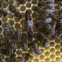 Petéző méhanya