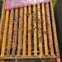 Eldó méhcsaládok