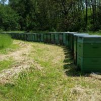 Eladó méhészet,126 Hunor méhcsalád és 95 raj.