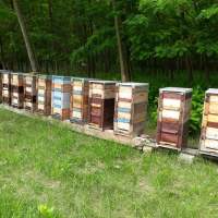 10 család méh, fél NB raktárban eladó!