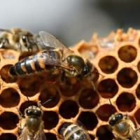 Párzott méhanya és érett anyabölcsők előrendelhetőek.