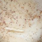 Eladó kiváló minőségű repce és édesharmatméz!