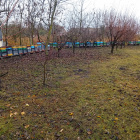 Eladó méhcsaládok hunor és félkereten tavaszi elvi