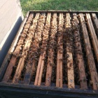 Eladó méhcsaládok Hunor kereten