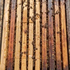 NB méhcsaládok eladók 10 kereten