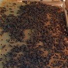 NB kereten erős méhcsaládok eladók