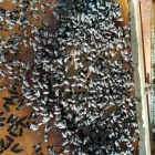 NB kereten erős méhcsaládok eladók