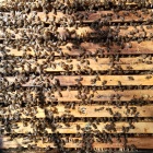 Tanúsított méhészetből bio méhcsaládok