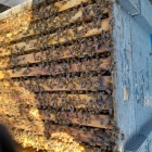 Tanúsított méhészetből bio méhcsaládok