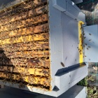 Tanúsított méhészetből bio méhcsaládok