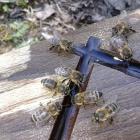 Méhcsaládok, kölyök családok eladóak