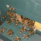 Méhcsaládok, kölyök családok eladóak