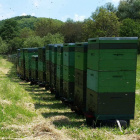 100 Méhcsalád Hunor kereten és kaptárban eldó!