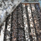 Méhcsaládok, kölyök családok eladóak