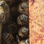 Eladó méhcsaládok