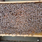 Hunor Kereten méhcsaládok Eladók!