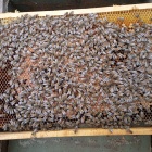 Hunor Kereten méhcsaládok Eladók!