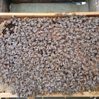 Hunor Kereten méhcsaládok Eladók!