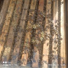 Tolna vármagye Bonyhád