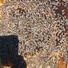 Bio méhcsaládok NB kereten eladók!