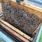 Méhcsaládok 24 keretes NB Kaptárban Eladók