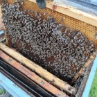 Méhcsaládok 24 keretes NB Kaptárban Eladók