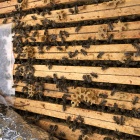 1/2kerete

1/2 NB kereten 10 méhcsalád eladó
