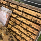 1/2kerete

1/2 NB kereten 10 méhcsalád eladó
