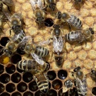 Érett bölcső, petéző méhanya eladó