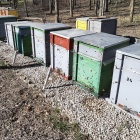 Termelő méhcsaládok eladók NB kereten Baracskán